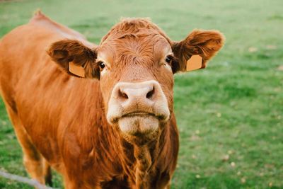 Cattle Rally to Start the Week